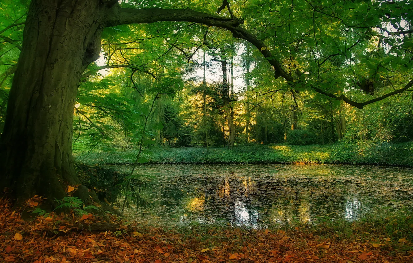 Photo wallpaper pond, Park, tree