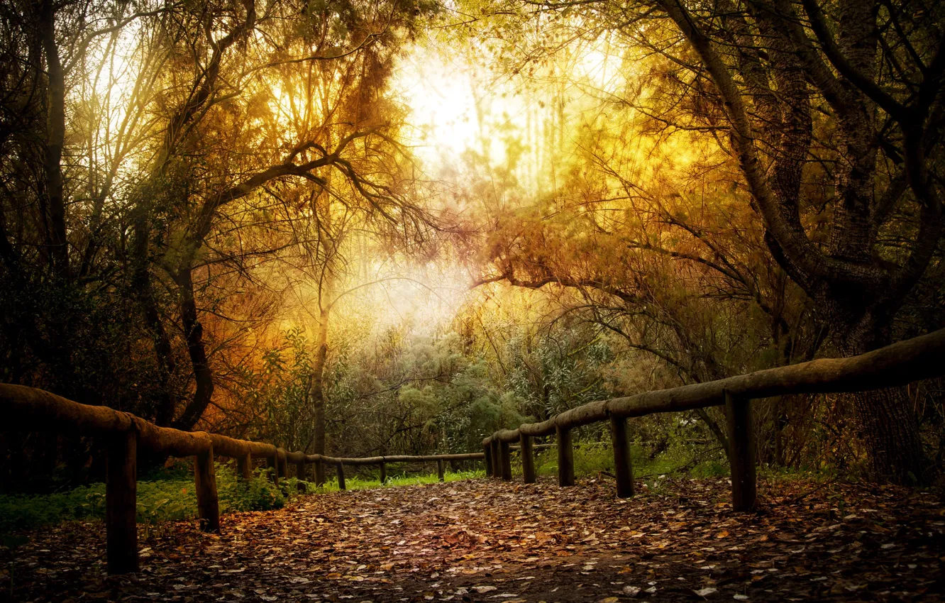 Photo wallpaper autumn, nature, Park