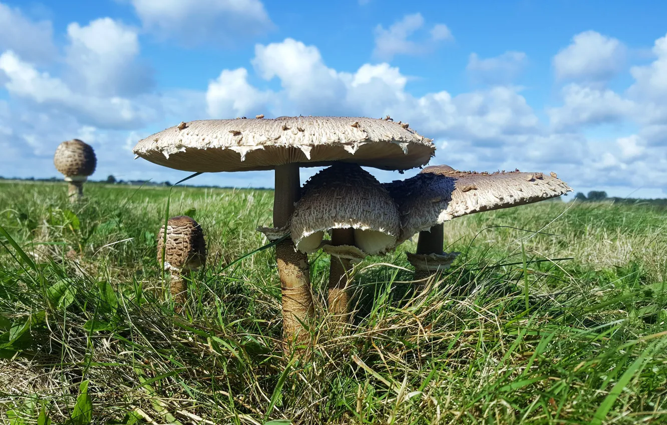 Photo wallpaper field, grass, mushrooms, mushroom umbrella