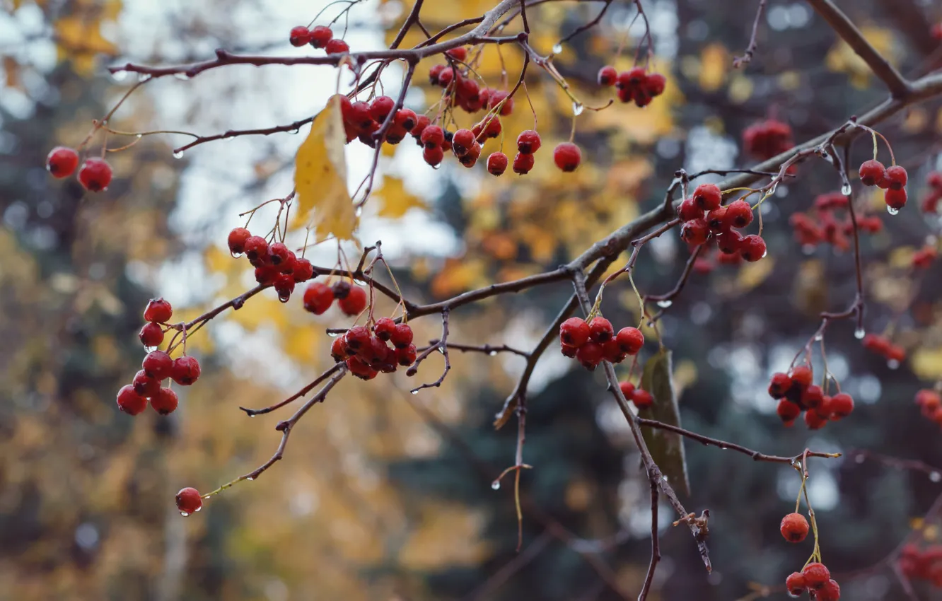 Photo wallpaper autumn, branches, nature, berries, fruit, hawthorn