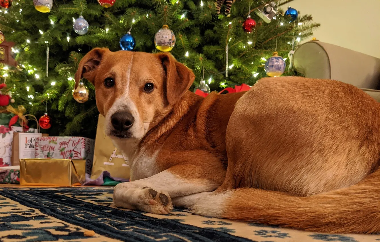 Photo wallpaper Christmas, dog, herringbone, new year, dog