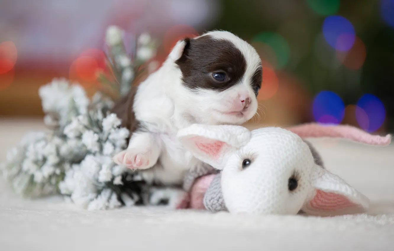 Photo wallpaper toy, baby, puppy, doggie, Svetlana Pisareva