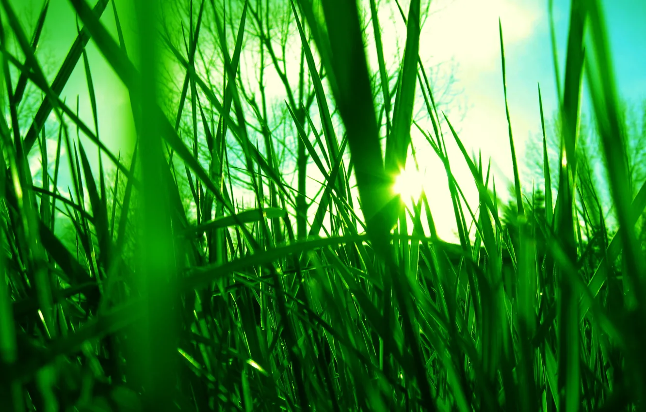 Photo wallpaper the sky, the sun, rays, light, Grass, green
