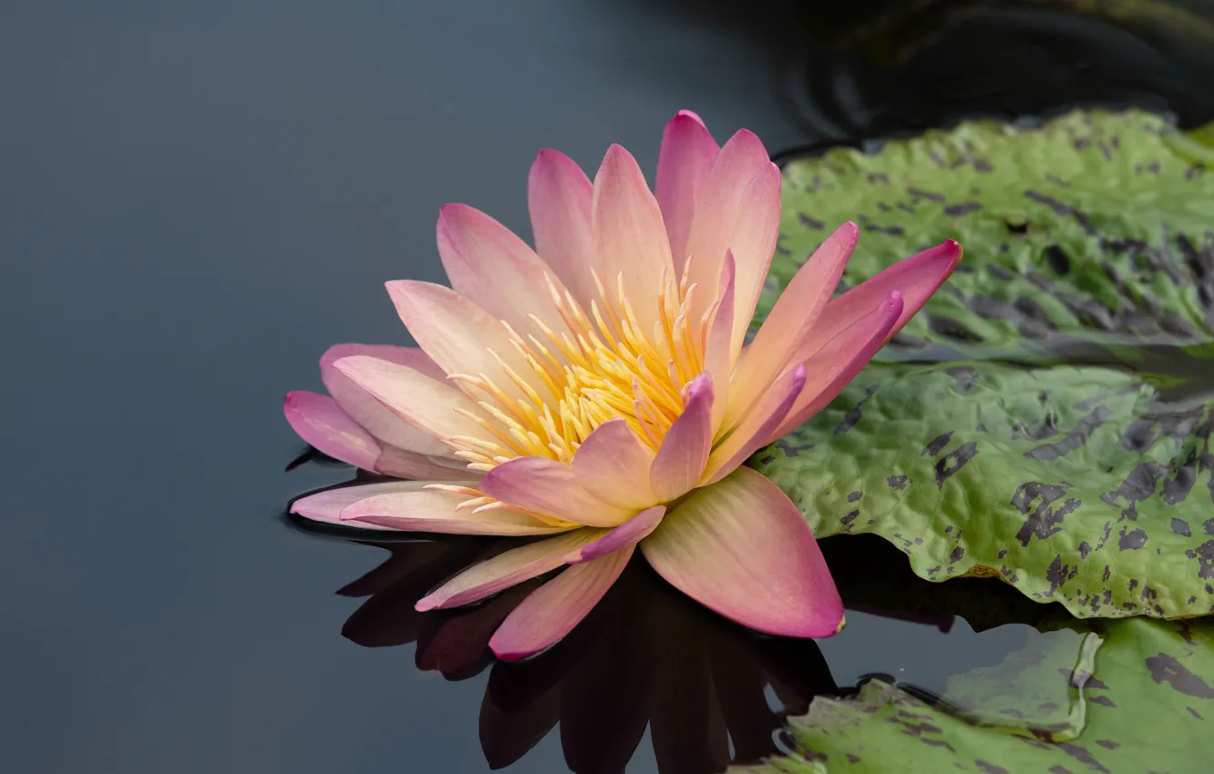 Photo wallpaper flower, leaves, macro, lake, pond, reflection, background, pink