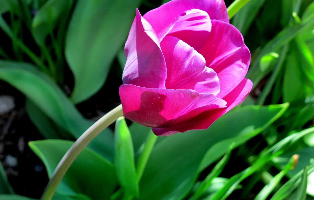 Photo wallpaper spring, tulips, spring, tulip, dark pink, dark pink