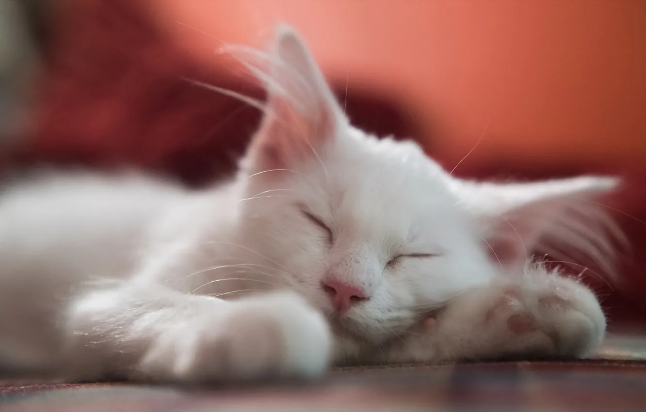 Photo wallpaper cat, comfort, home