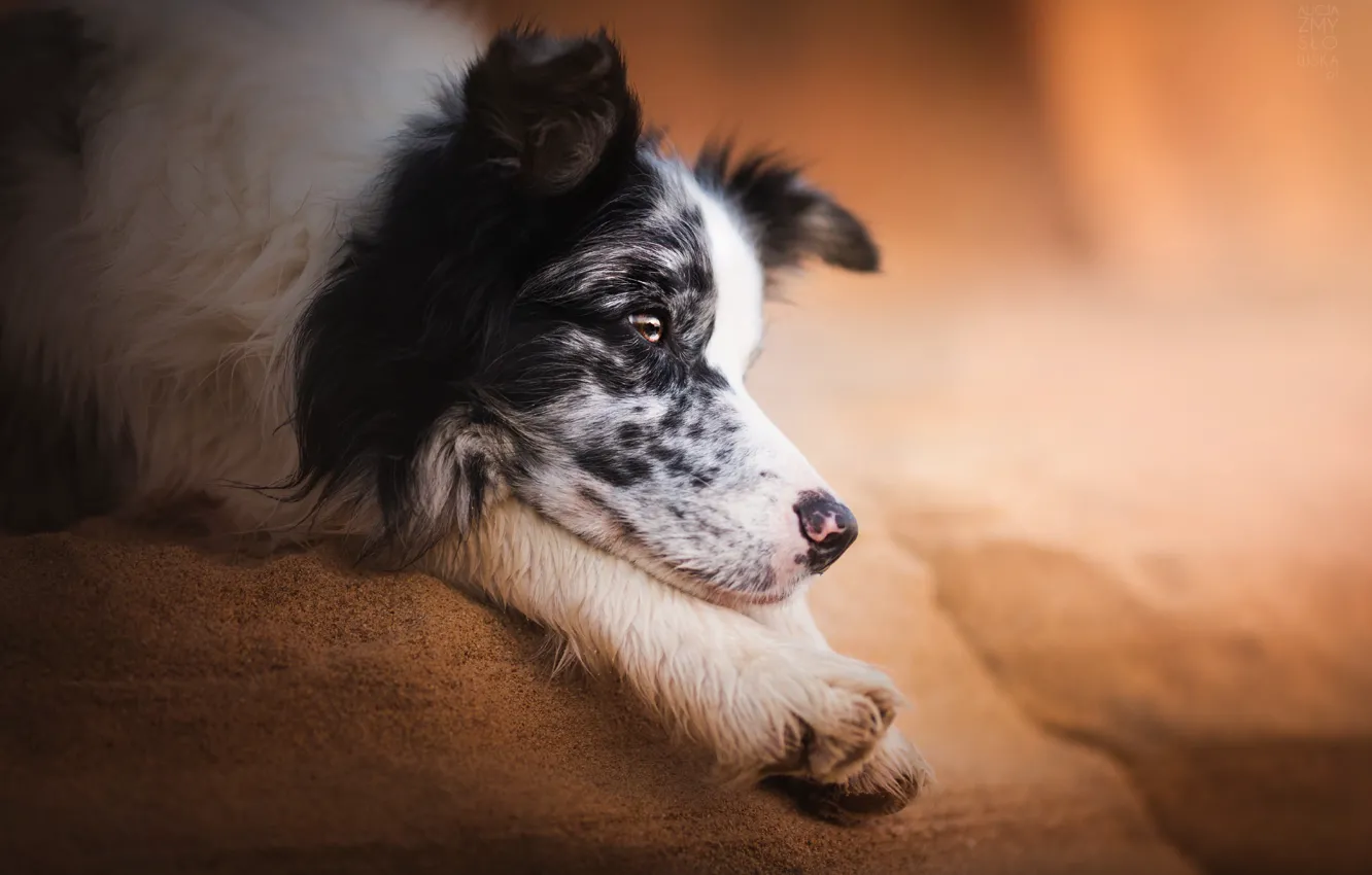 Photo wallpaper face, stay, dog, paws, The border collie