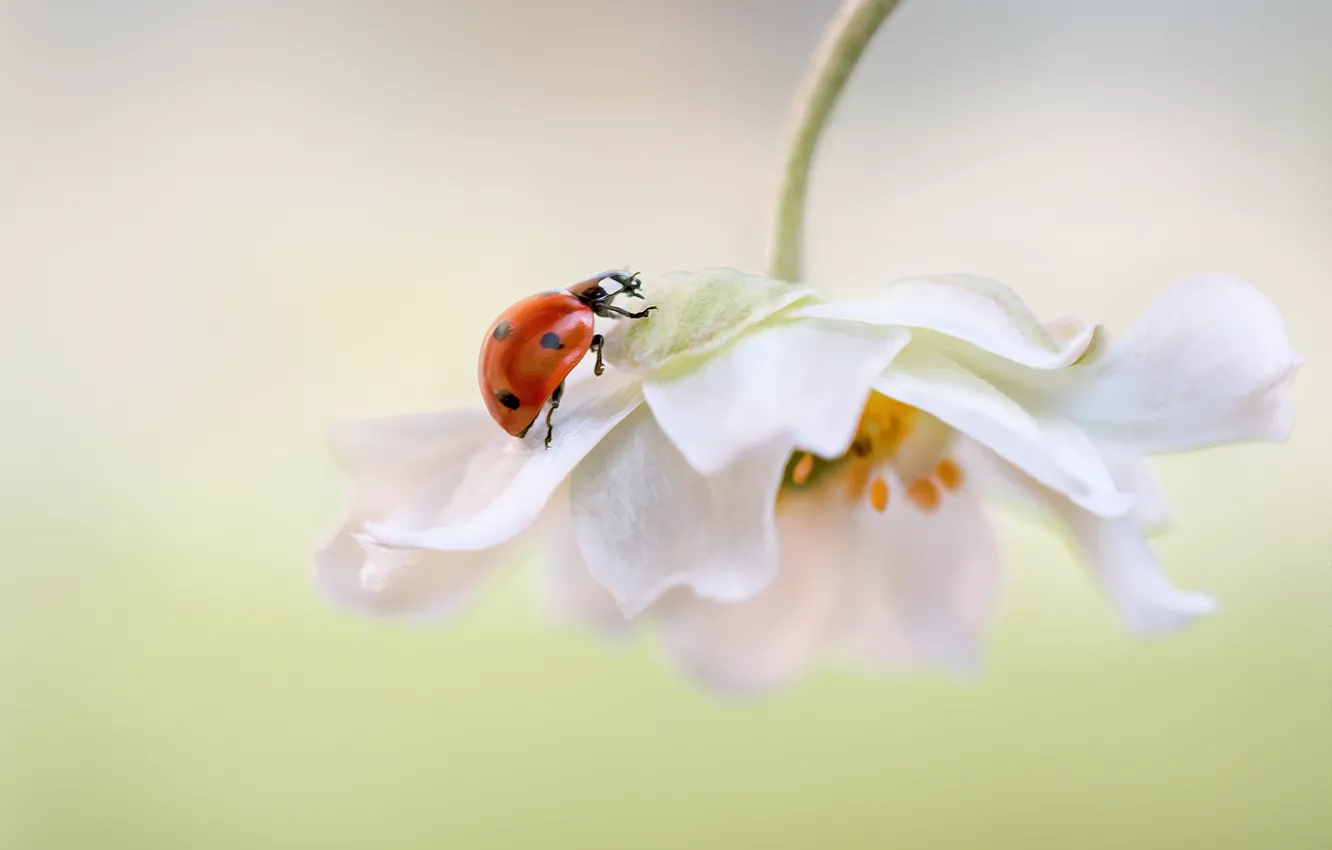 Photo wallpaper white, flower, background, ladybug, petals