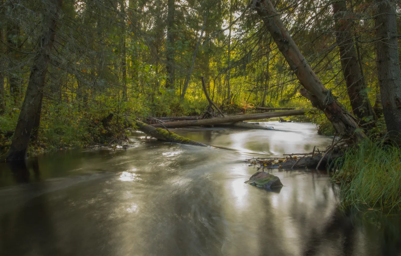 Photo wallpaper forest, trees, nature, river, forest, river, trees, nature