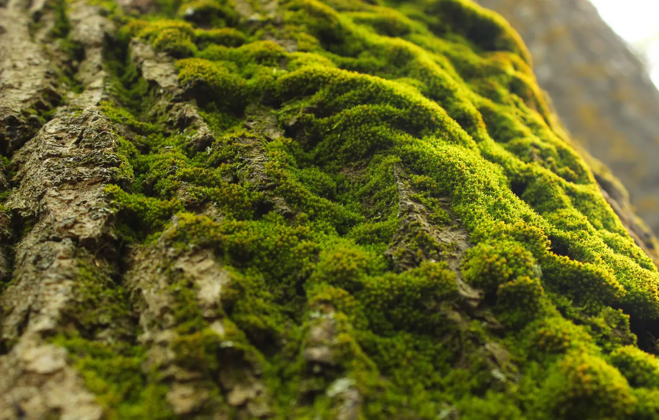 Photo wallpaper green, moss, Tree, as the slope.