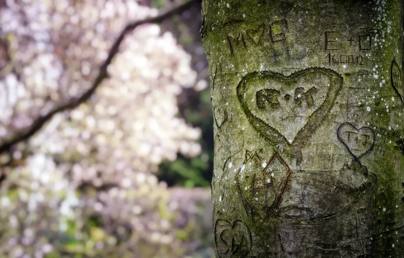 Photo wallpaper tree, heart, spring, trunk