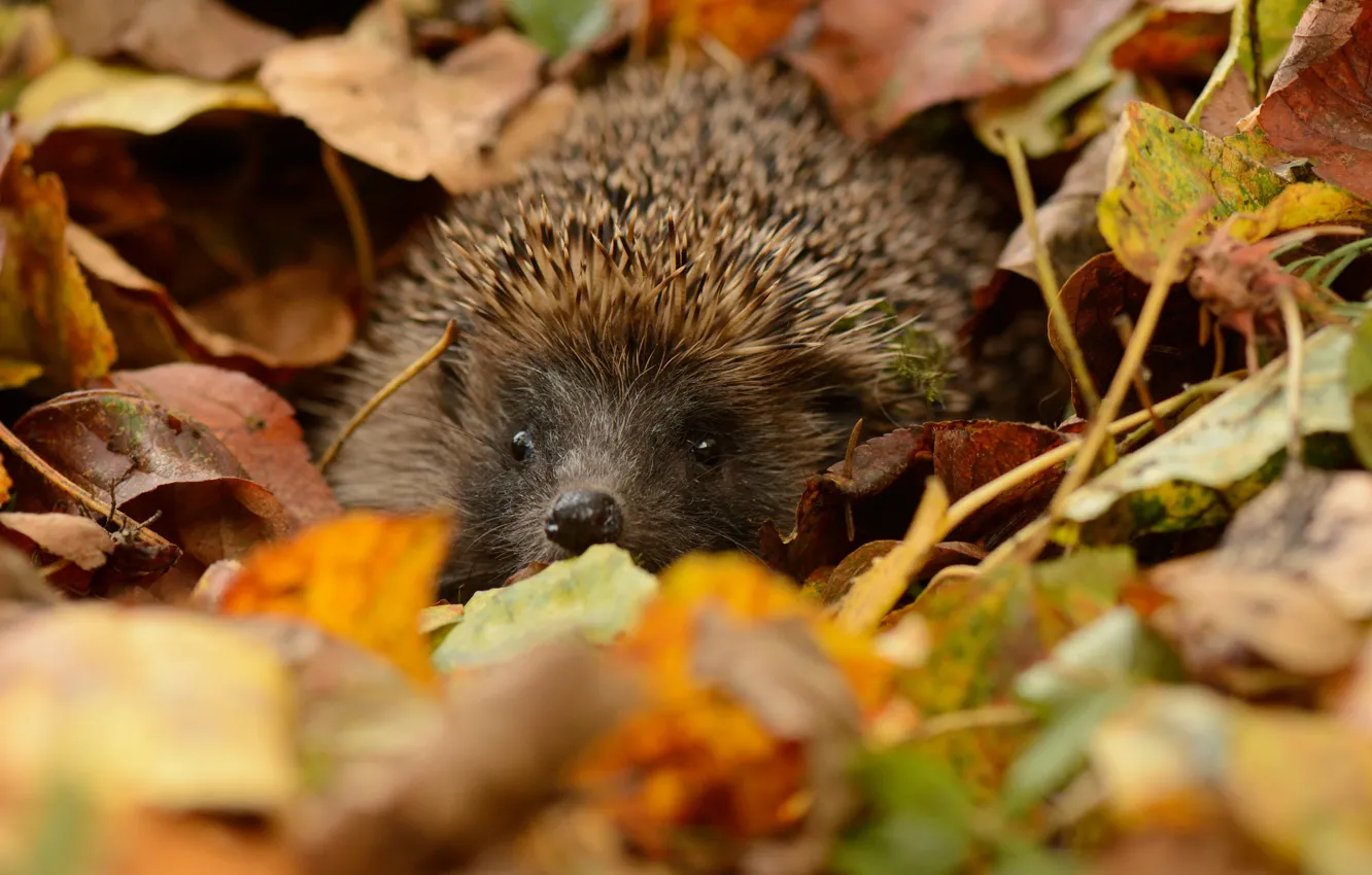 Photo wallpaper leaves, eyes, barb, muzzle, hedgehog