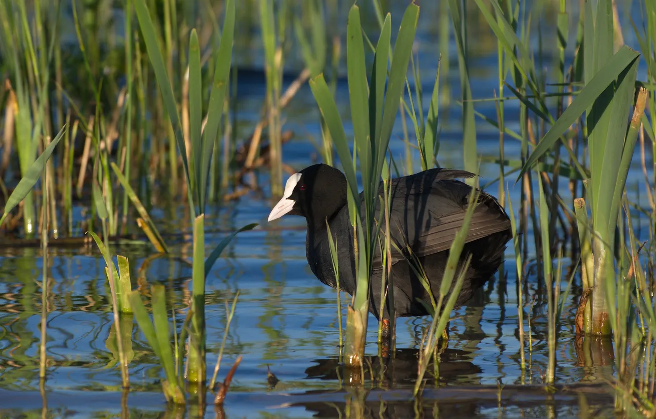 Photo wallpaper nature, bird, photohunt, The coot