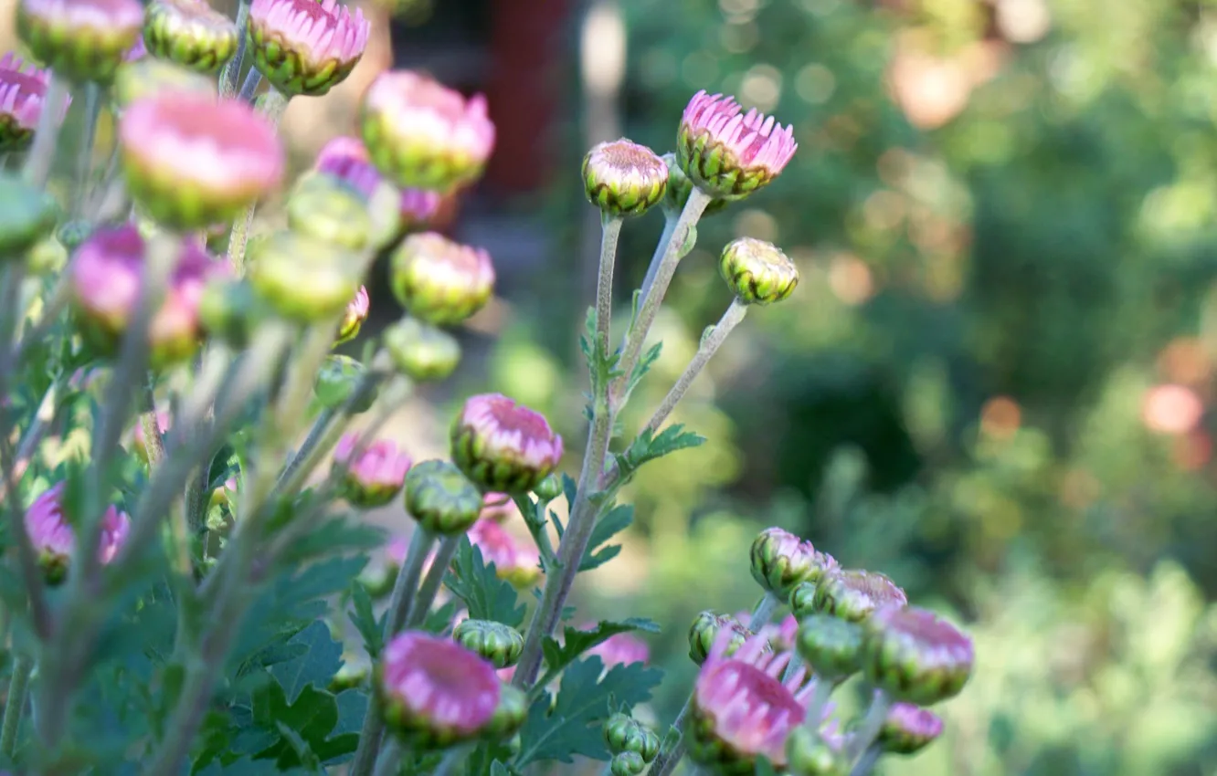 Photo wallpaper autumn, macro, flowers, chrysanthemum