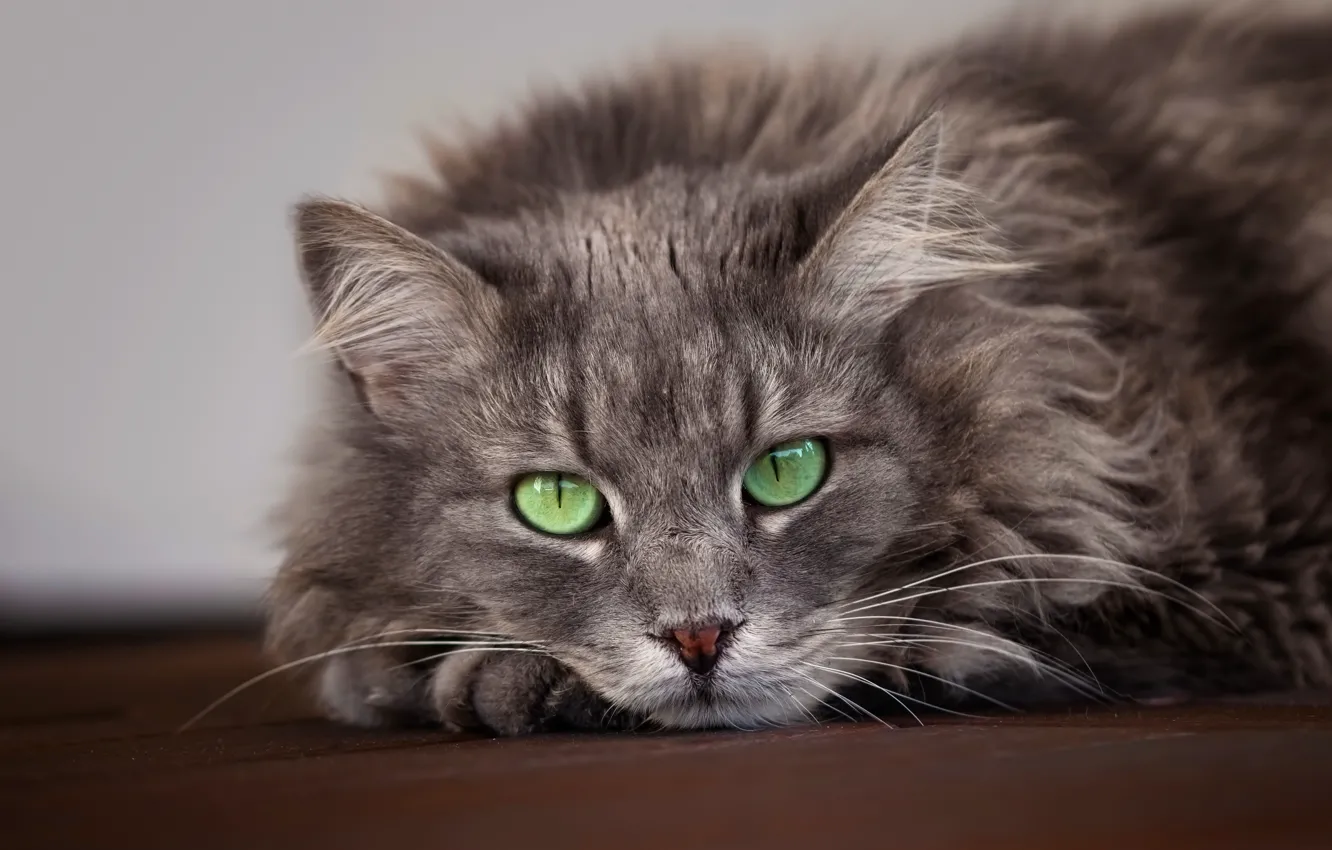Photo wallpaper cat, cat, mustache, look, face, grey, background, portrait