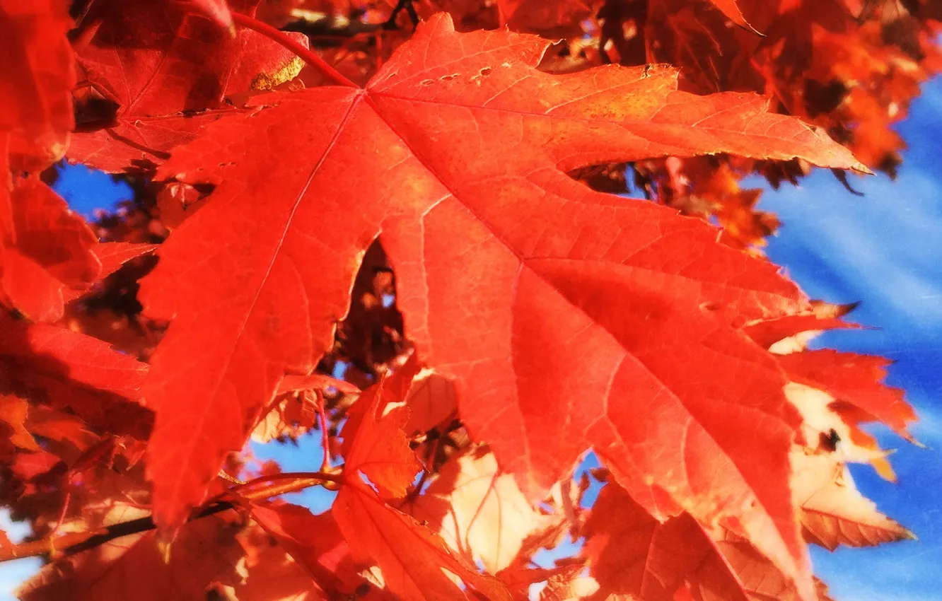 Photo wallpaper autumn, leaves, the crimson