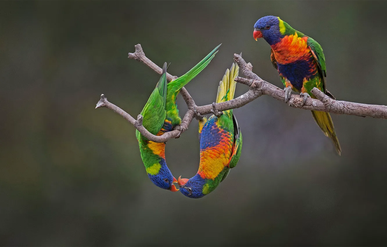 Photo wallpaper bird, Australia, parrot, multicolor lorikeet