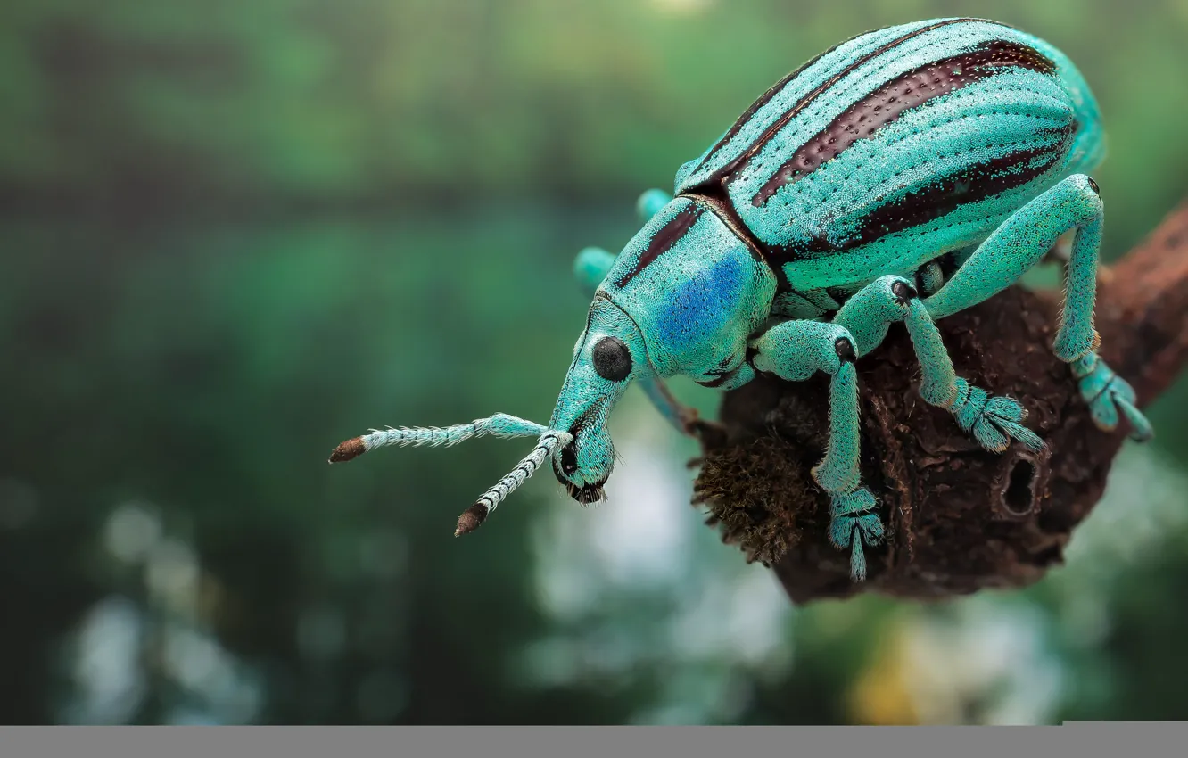 Photo wallpaper nature, paint, beetle, insect