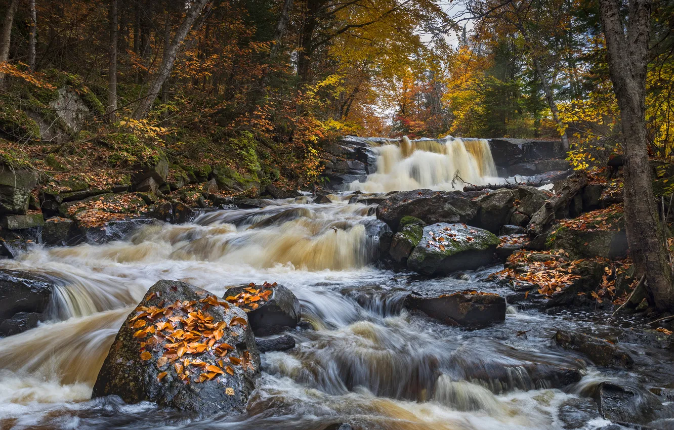 Photo wallpaper foliage, forest, stream, waterfall, autumn, stones