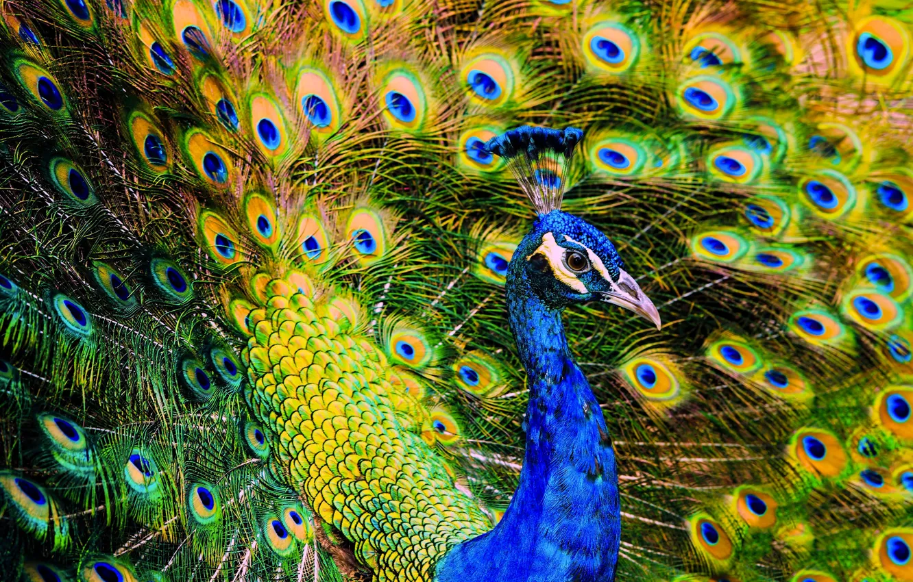 Photo wallpaper bird, feathers, tail, peacock