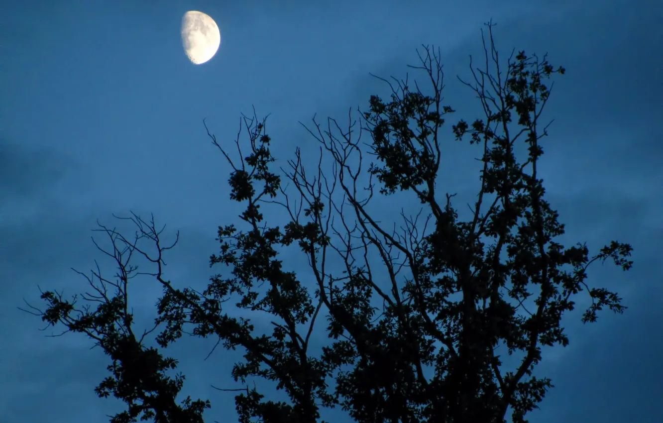 Photo wallpaper the sky, clouds, trees, nature, the moon, twilight