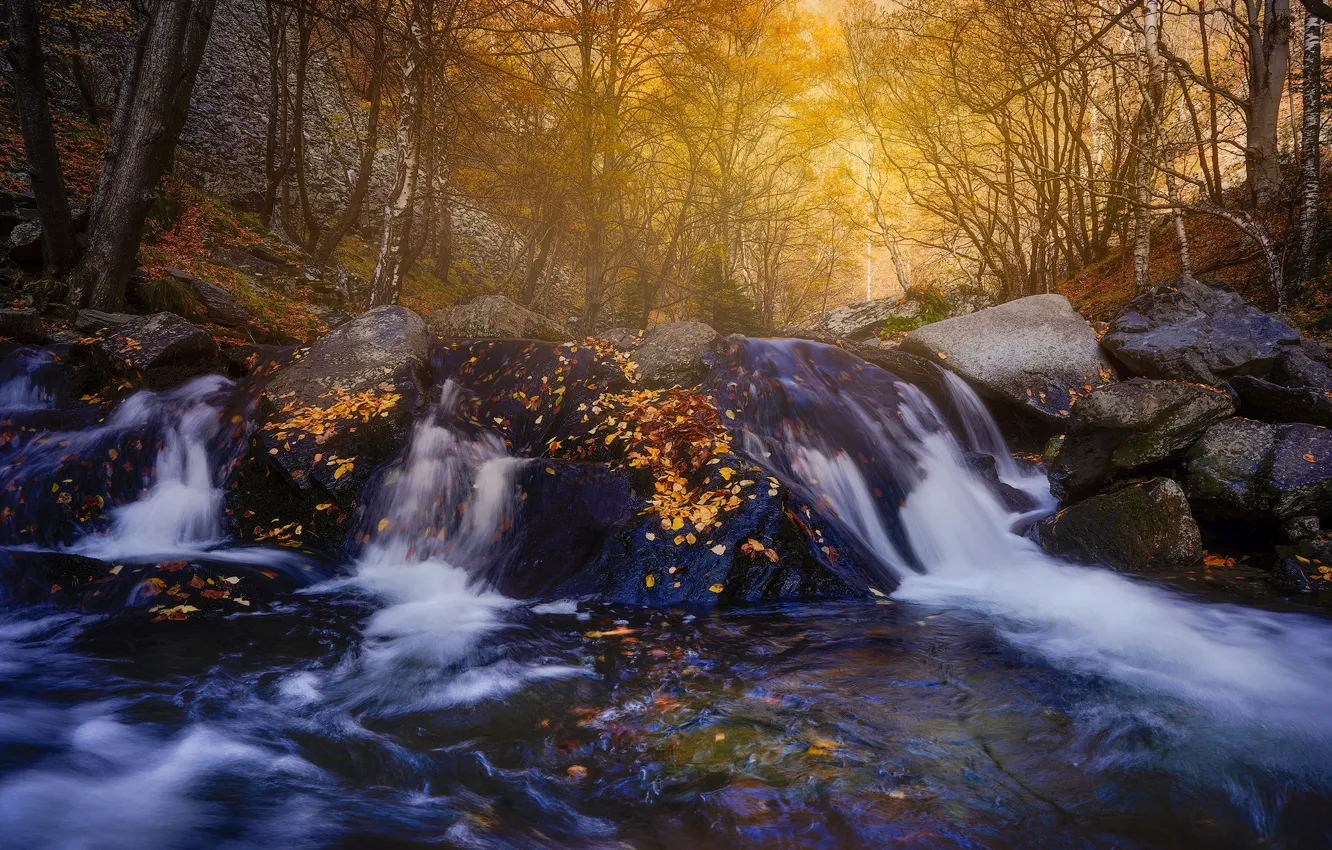 Photo wallpaper autumn, forest, water, trees, nature, stones