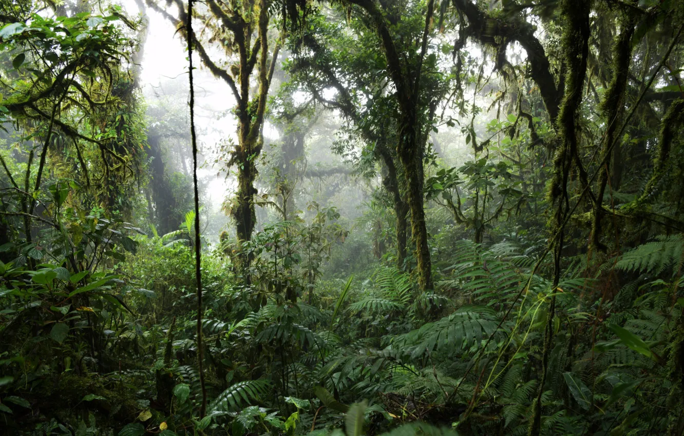 Photo wallpaper forest, trees, nature, fog