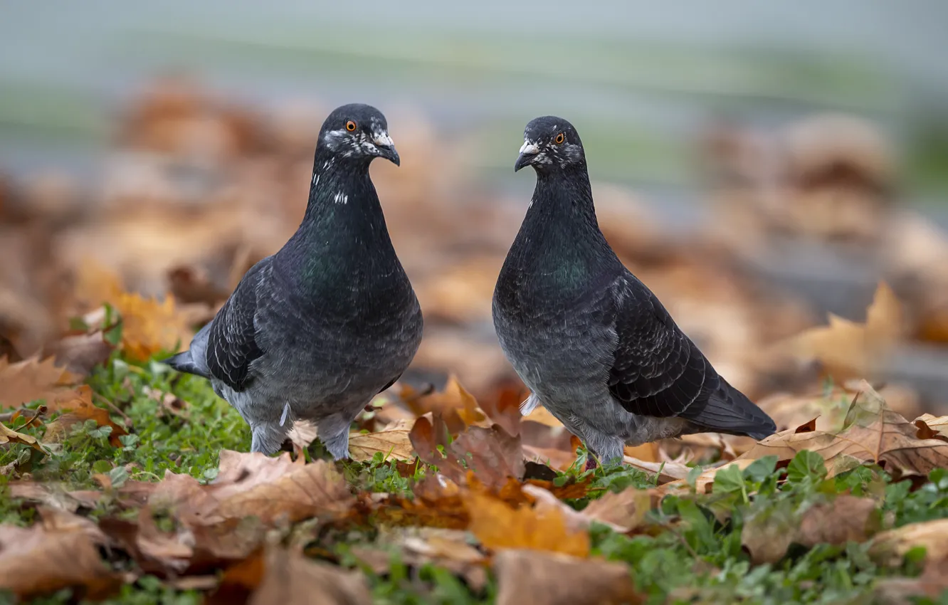 Photo wallpaper bird, pigeons, a couple
