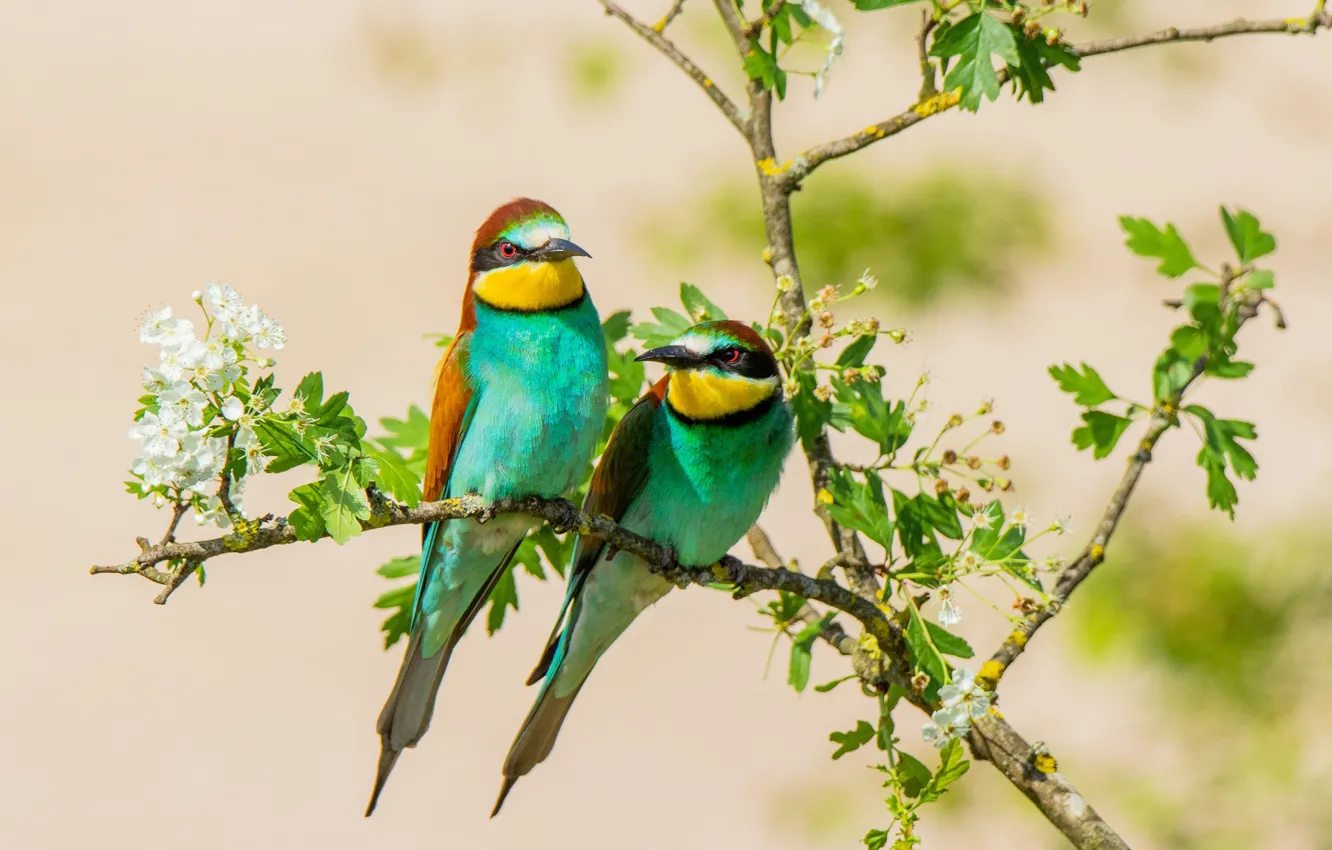 Photo wallpaper bird, pair, peeled, schurka