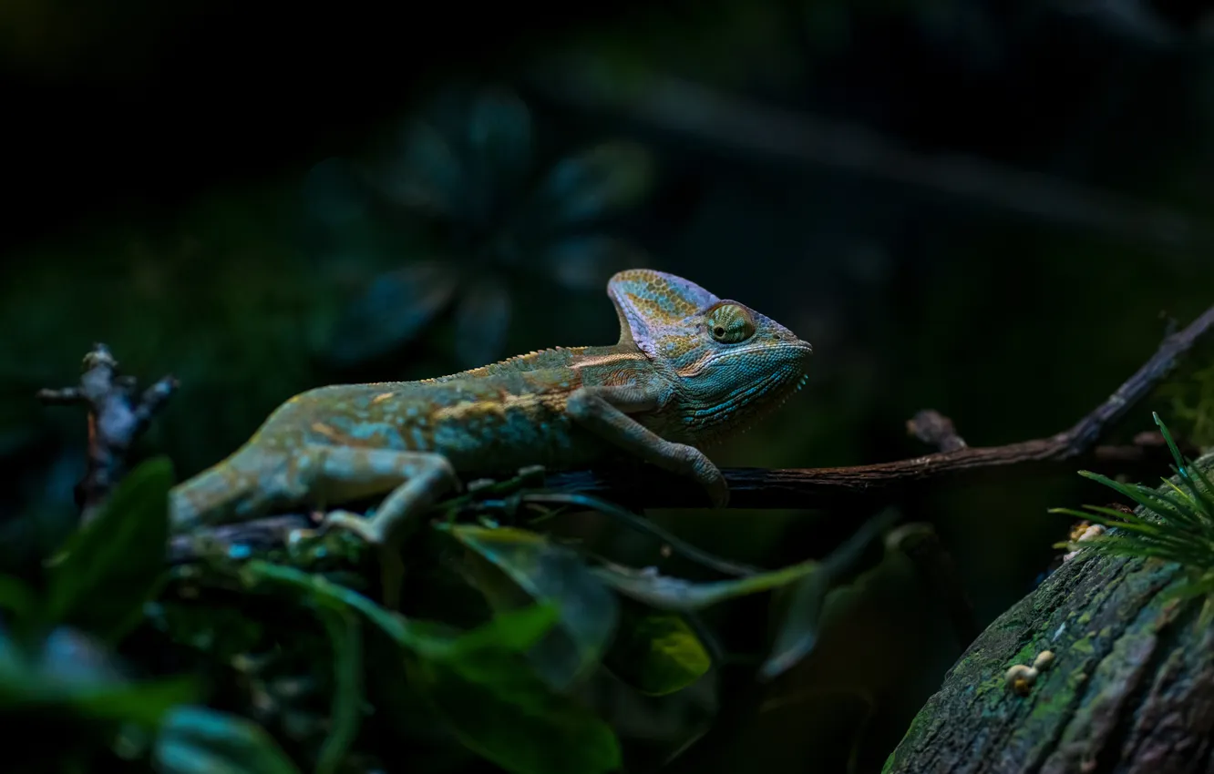 Photo wallpaper chameleon, reptile, camouflage