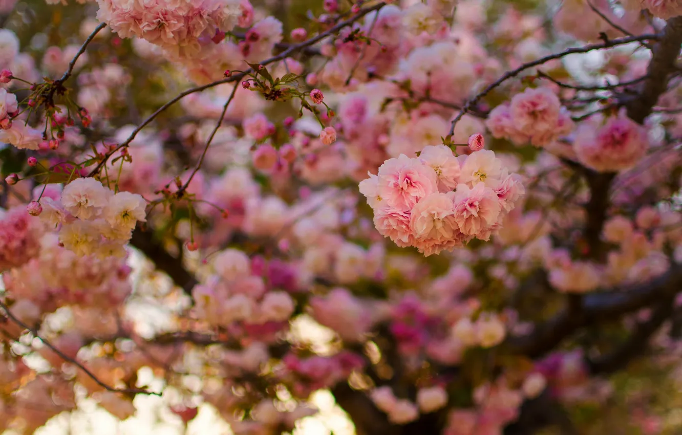 Photo wallpaper trees, flowers, branches, cherry, spring, Sakura, flowering