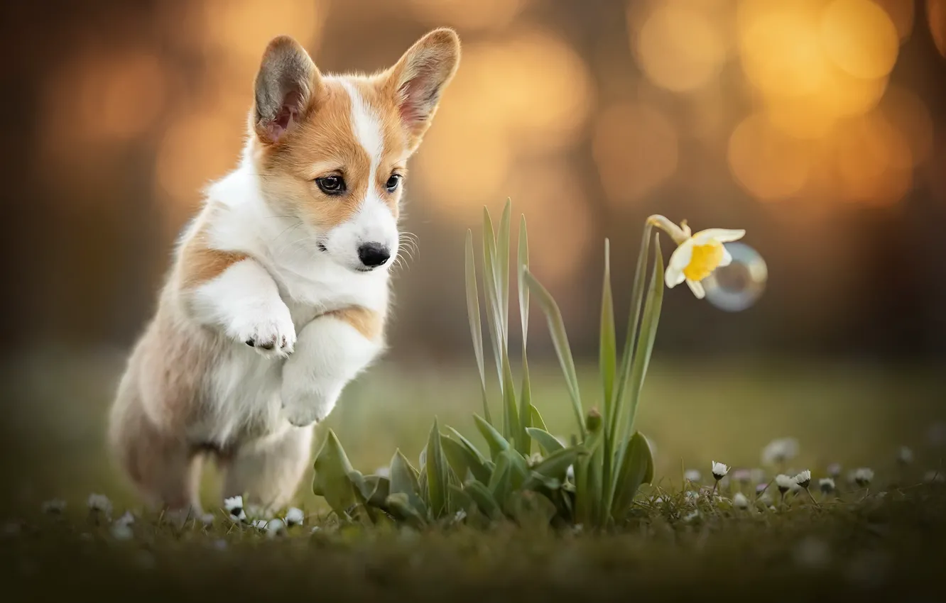 Photo wallpaper flowers, dog, Corgi