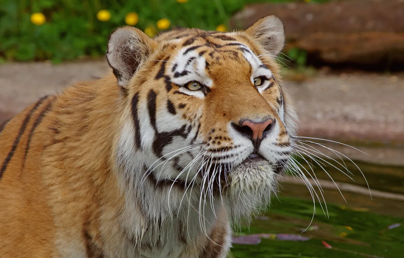 Photo wallpaper look, tiger, portrait