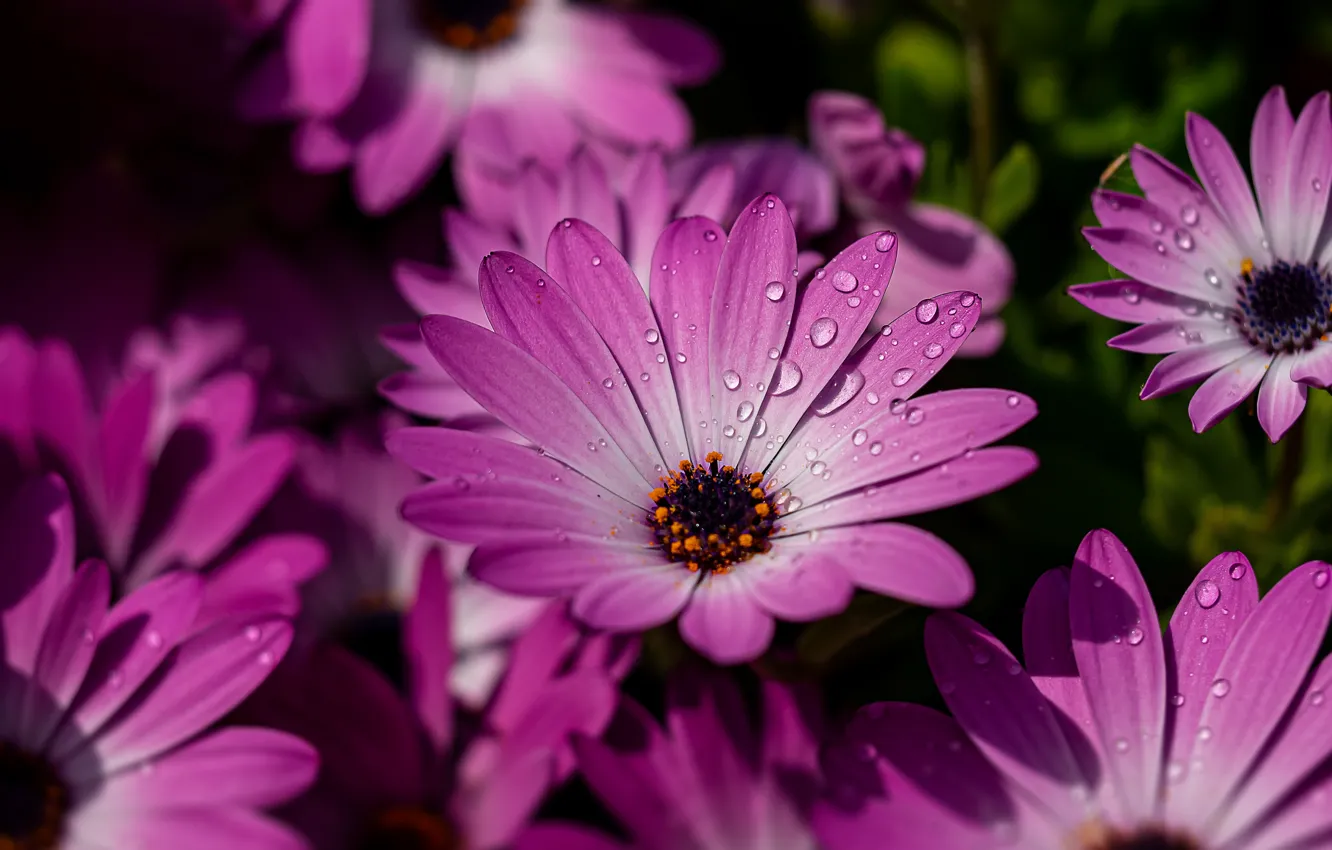 Photo wallpaper drops, macro, flowers, flowerbed, lilac, Osteospermum