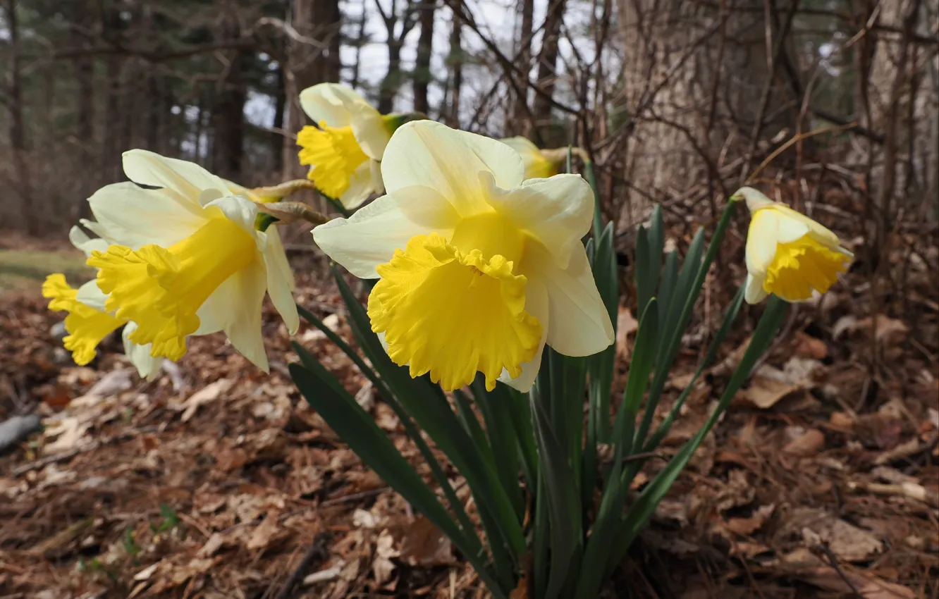 Photo wallpaper flowers, spring, daffodils