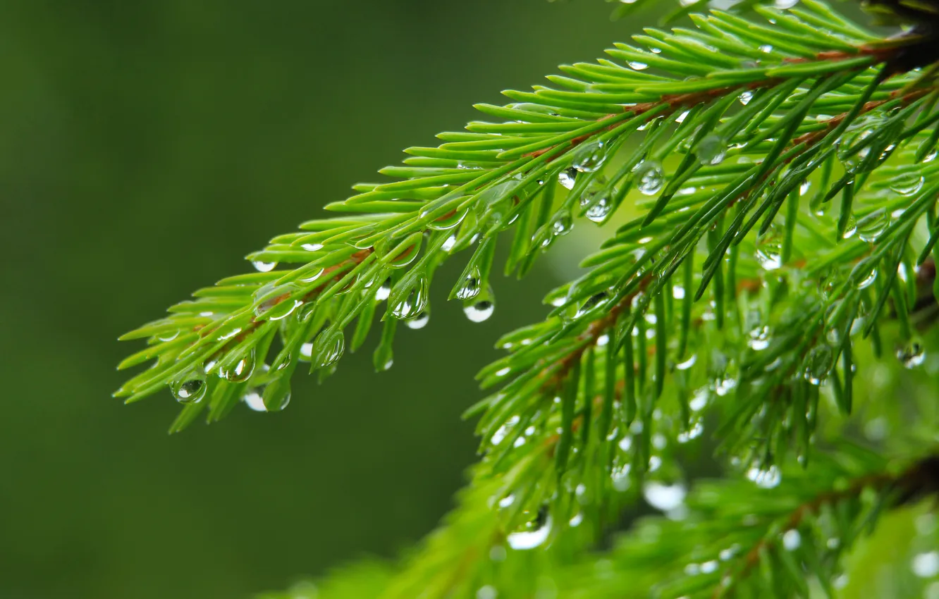 Photo wallpaper water, drops, spruce, twig