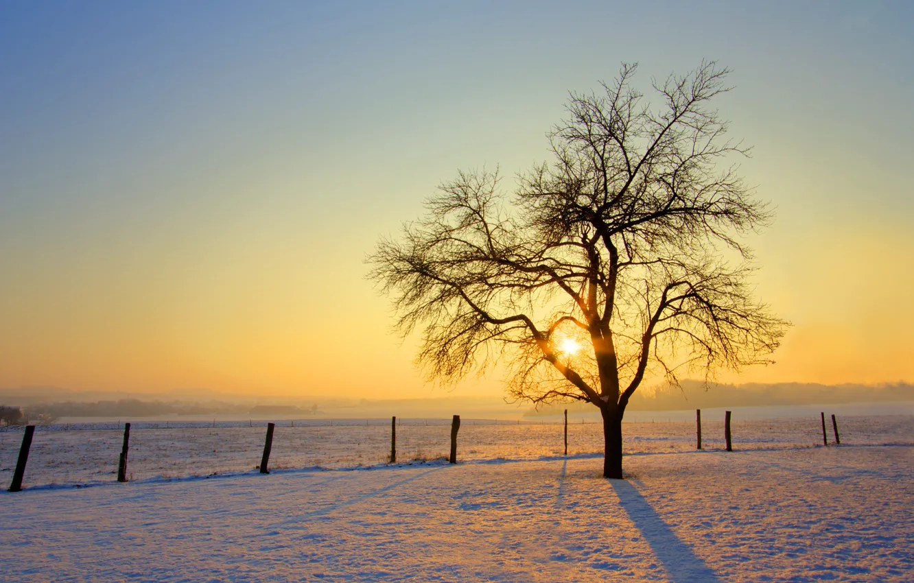 Photo wallpaper winter, the sun, snow, tree