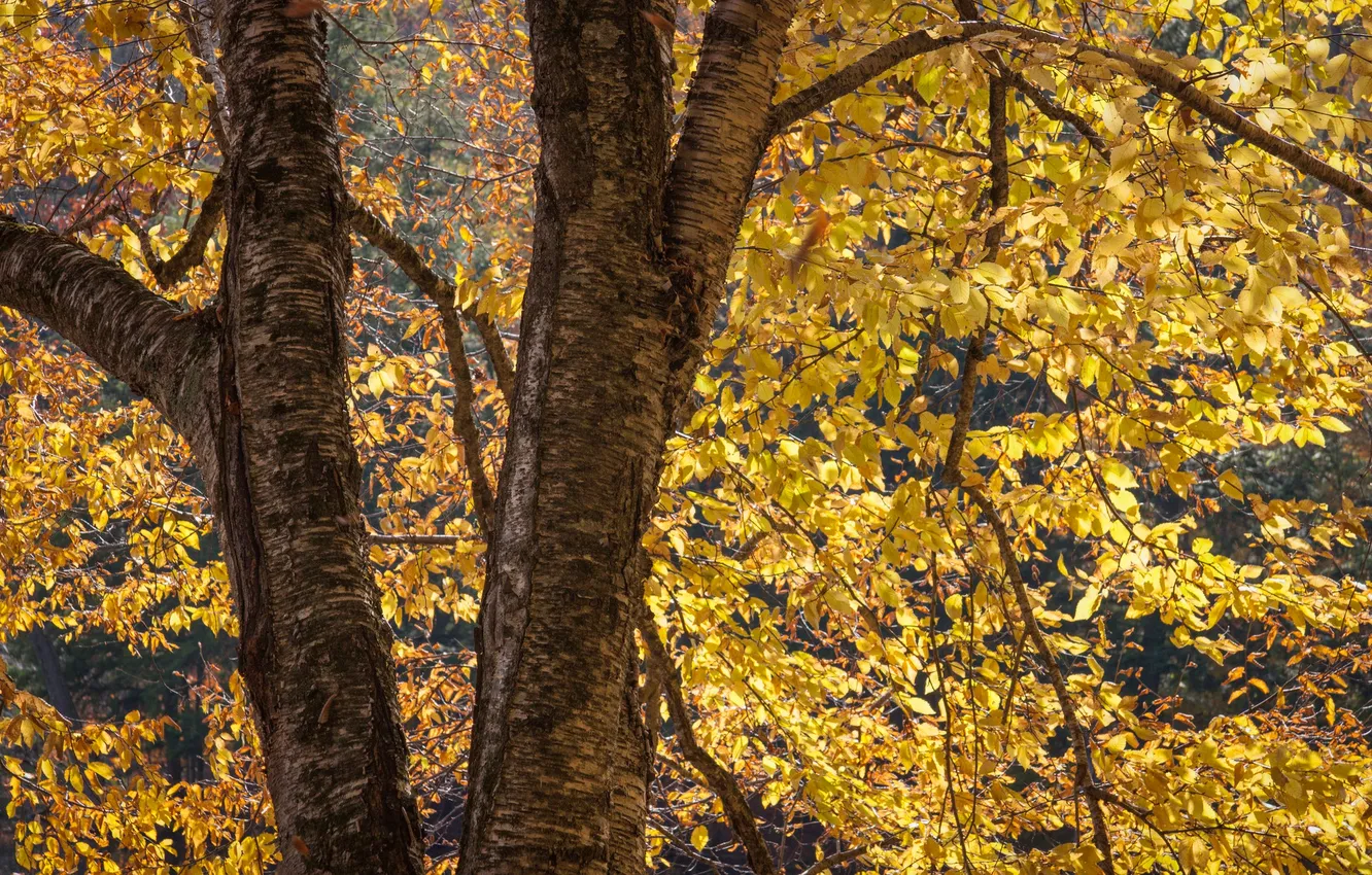 Photo wallpaper autumn, leaves, tree, trunk