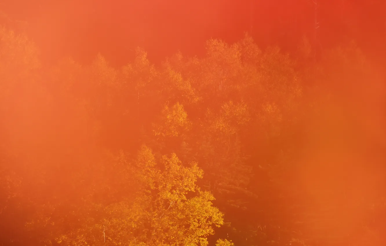 Photo wallpaper autumn, forest, trees, haze