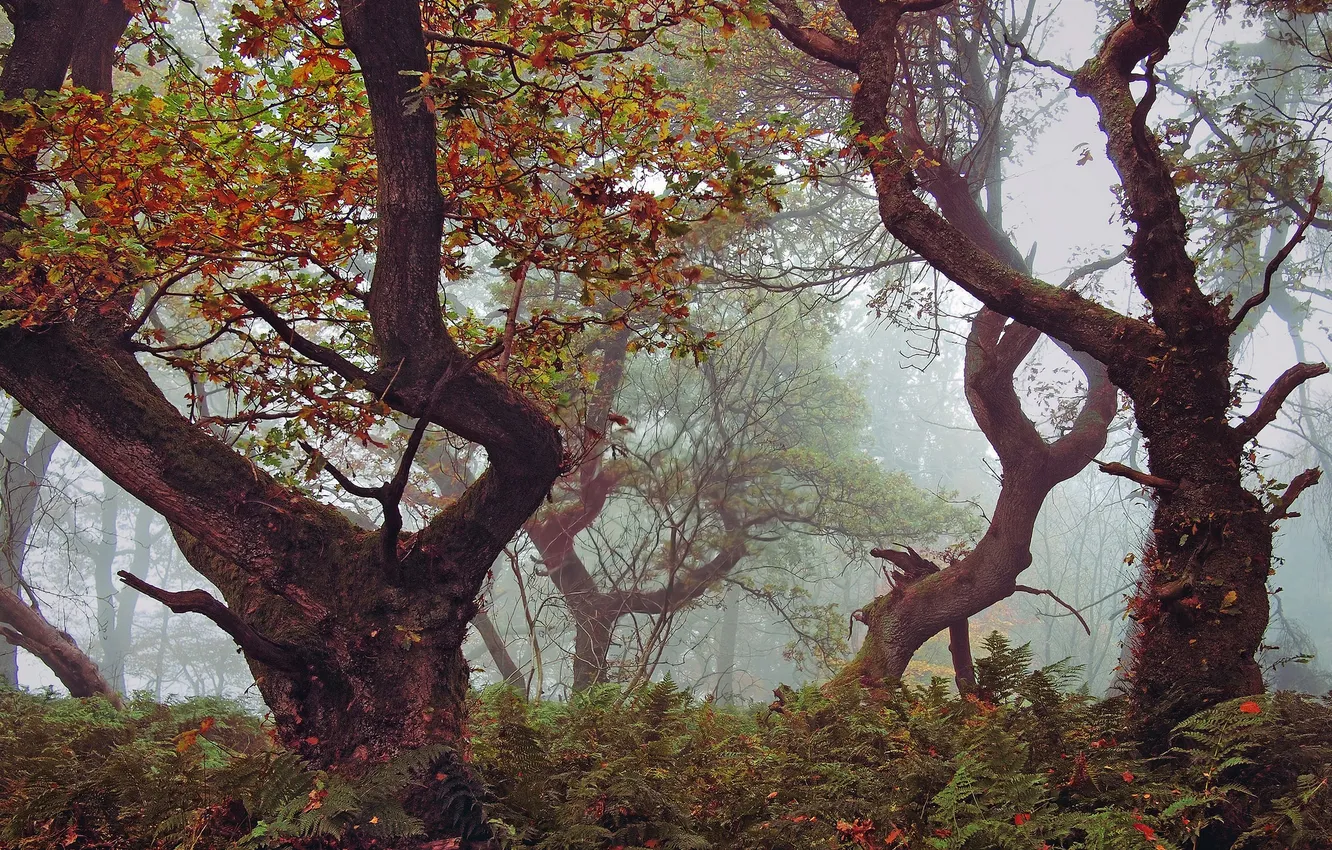 Photo wallpaper autumn, forest, trees, branches, fog, the bushes