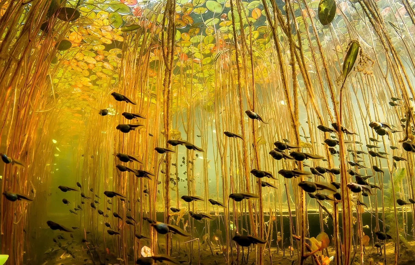 Photo wallpaper water, light, lake, river, plant