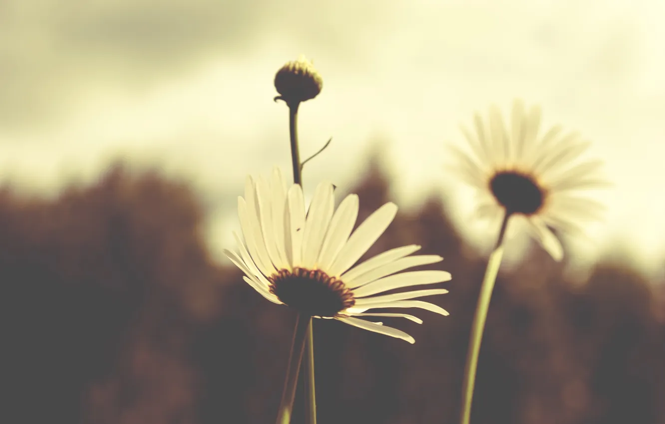 Photo wallpaper flowers, chamomile, petals, white