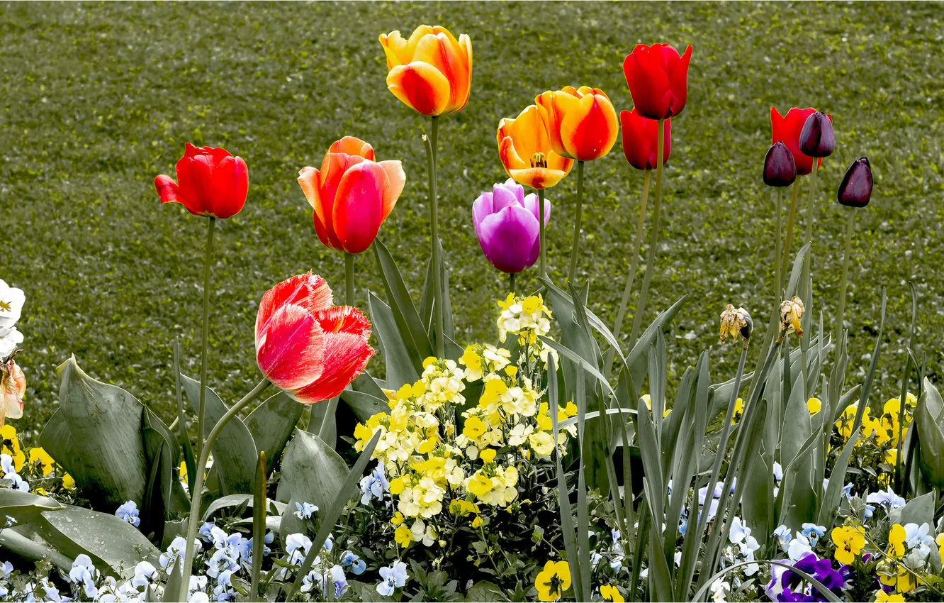 Photo wallpaper nature, garden, tulips, flowerbed