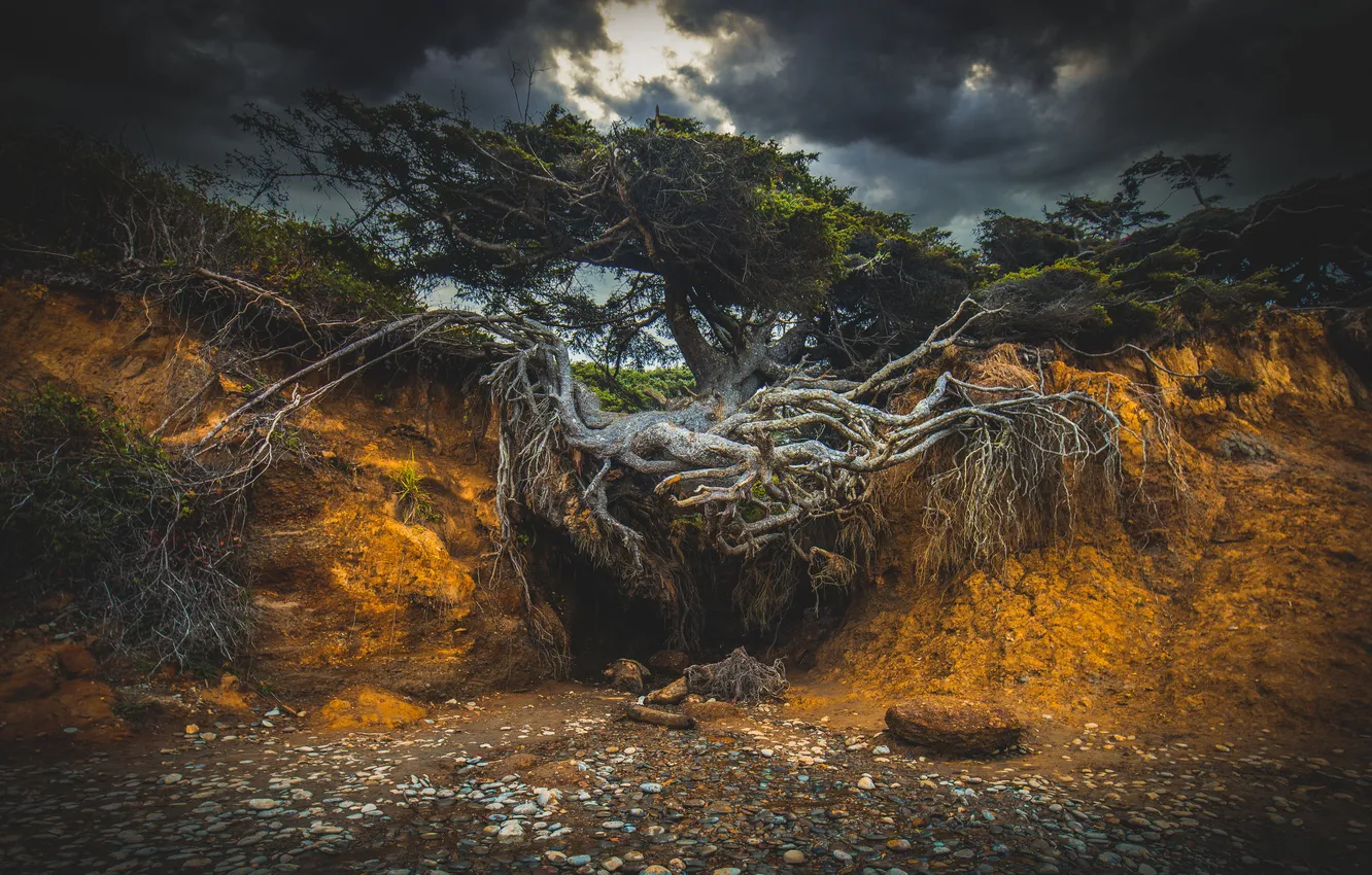 Photo wallpaper trees, clouds, roots, the ground