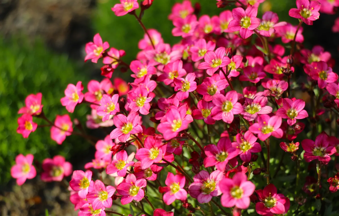 Photo wallpaper flower, pink, blooming