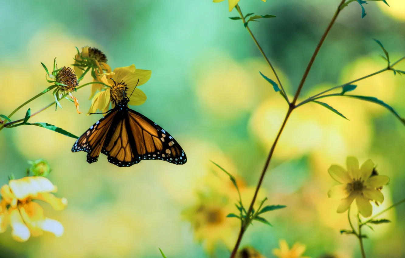 Photo wallpaper macro, flowers, photo, butterfly, plants