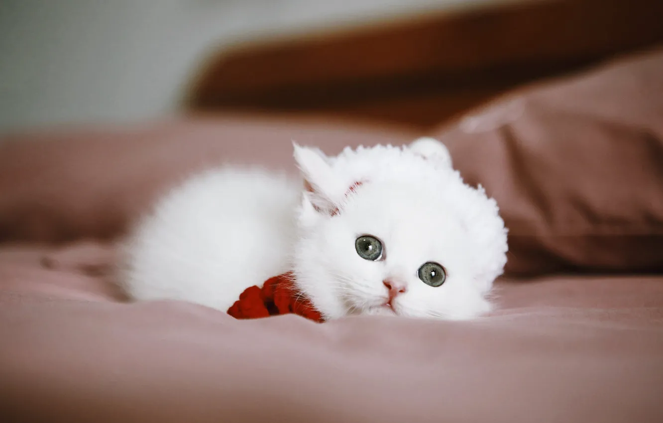 Photo wallpaper cat, white, look, kitty, sofa, baby, lies, cap