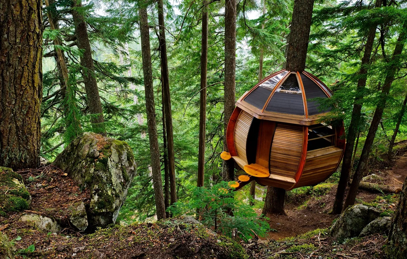 Photo wallpaper forest, trees, nature, home