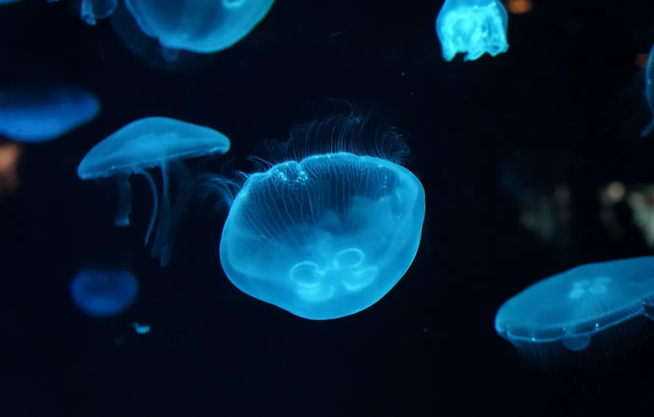 Photo wallpaper water, jellyfish, beautiful