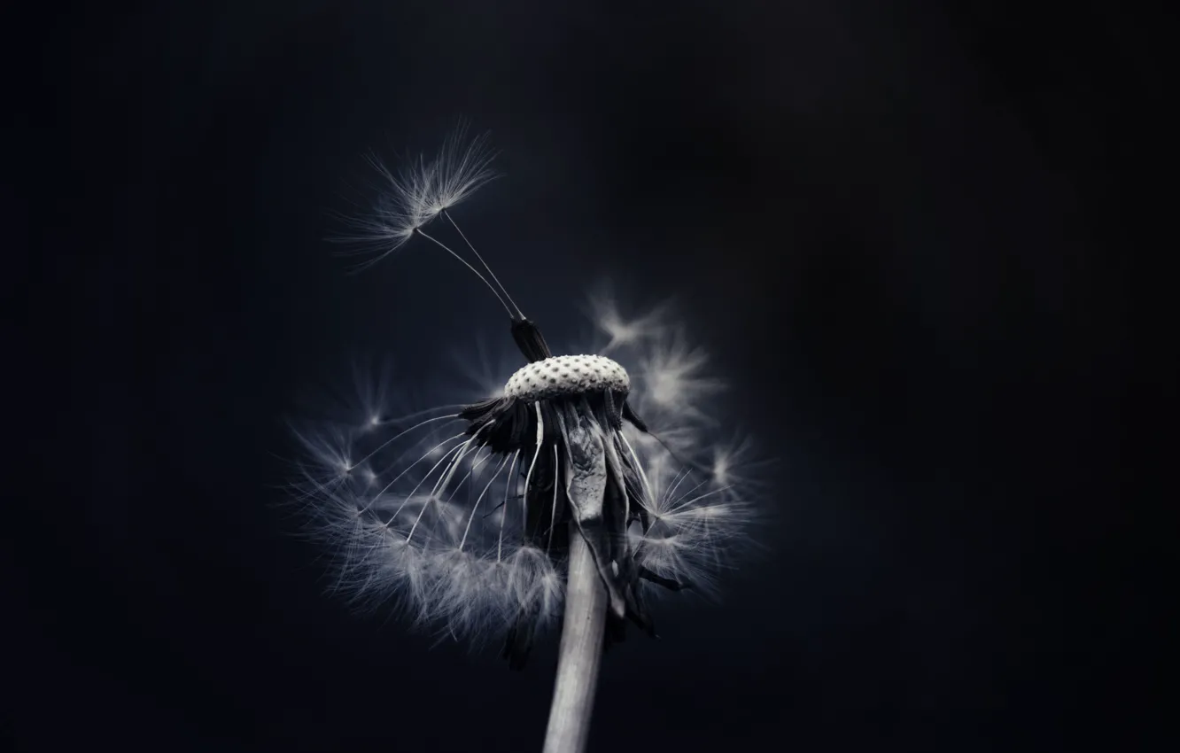 Wallpaper dandelion, fuzzes, black background for mobile and desktop
